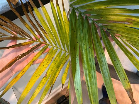 Two Leaves On Fan Palm Are Yellowing Brown Spots And Tips Info In Comments R Plantclinic