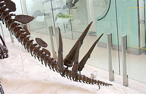 Colorado State Fossil Stegosaurus