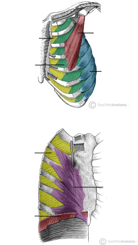 The Muscles of the Thoracic Cage Diagram | Quizlet