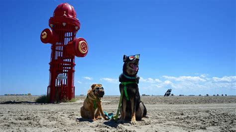 New Jersey's Top Pet Friendly Attraction: Wildwood Dog Beach