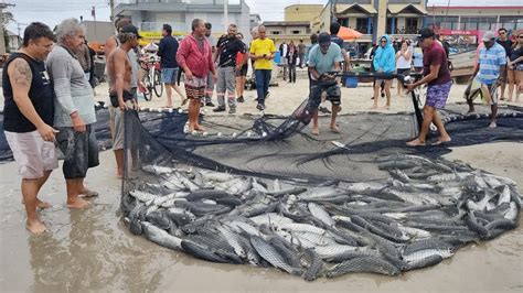 Safra Da Tainha 2024 09 05 24 Cerco De Tainhas Gradas Canoa