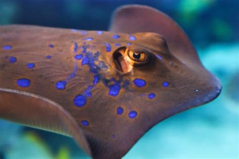 images water underwater small fauna close  meeresbewohner