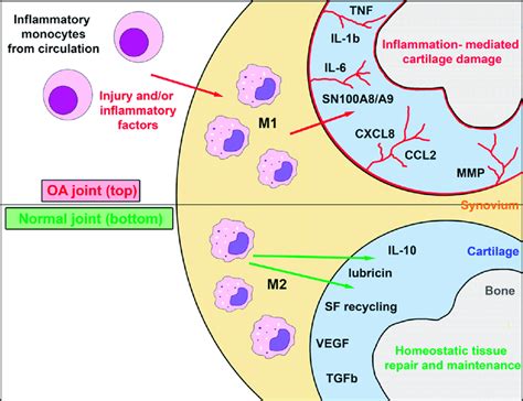 Role Of Synovial Resident Macrophages And Inflammatory Macrophages In