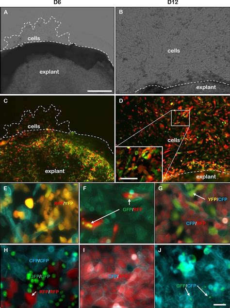 In Vitro Expansion And Fluorescent Reporter Protein Expression In Download Scientific Diagram