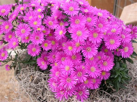 Flower Photos: Marvelous Aster Flowers