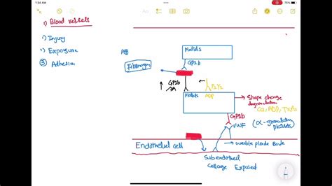 Platelets Plug Formation Haematology 19 First Aid Usmle Step 1 In Urdu Hindi Youtube