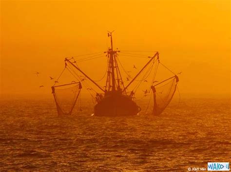 Bottom Trawling - Trawl Gears and Long-Lining