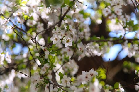 Cherry Plum White Bloom - Free photo on Pixabay - Pixabay