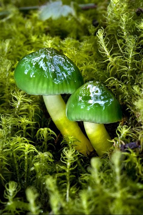 Mushrooms And Fungi Stuffed Mushrooms Mushroom Fungi Wild Mushrooms