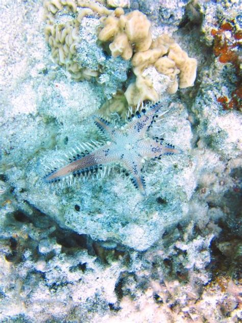 Starfish Vandenynas Papludimys J R Gyvenimas Nemokamos