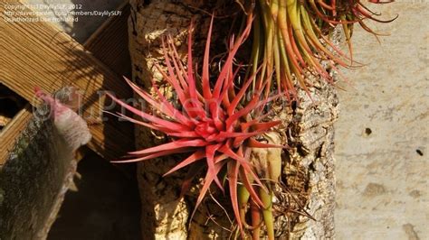 Plantfiles Pictures Tillandsia Bromeliad Species Air Plant Blushing Bride Sky Plant