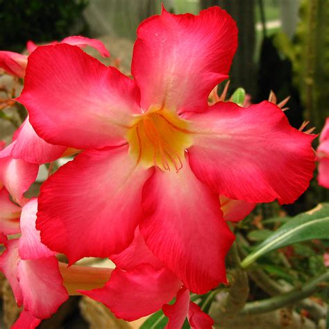 1pcs Red Desert Rose Bonsai Adenium Obesum Tree Seeds - Pure Bonsai