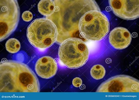 Adipocytes Lipocytes And Fat Cells Illustration Depicting Structure