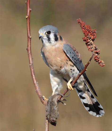 American Kestrel Falcon Flickr Photo Sharing