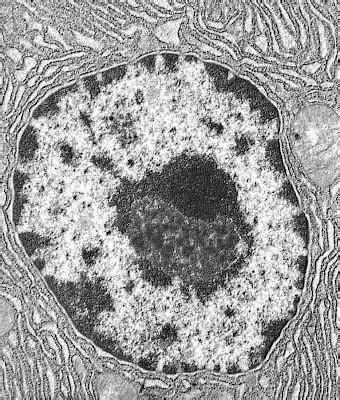 DESCUBRIENDO LA VIDA Células y sus orgánulos vista al microscopio