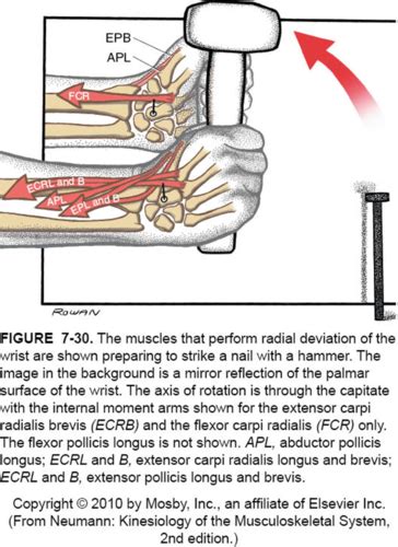 Wrist Joint Biomechanics Flashcards Quizlet