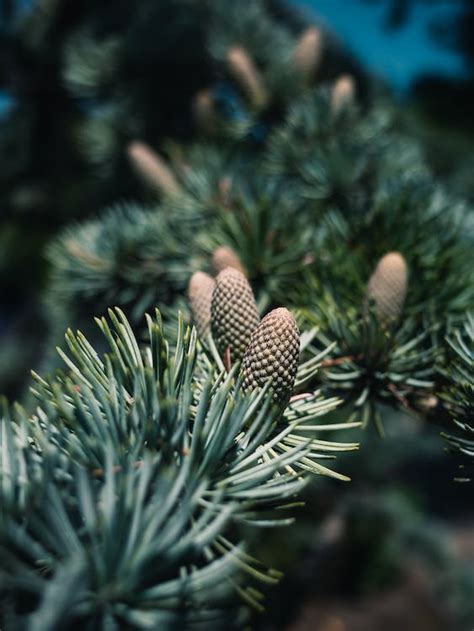 Pine Tree Cones · Free Stock Photo