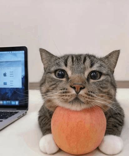 What The Fuck Bro Gato Meme What The Fuck Bro Gato Cats Discover Share GIFs