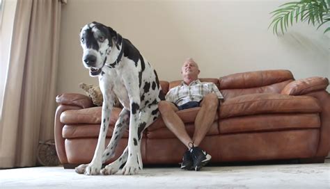 Meet Lizzy The Worlds Tallest Female Dog Pawmygosh