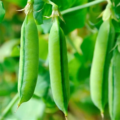 Sugar Snap Peas Bush Variety at Noah Bugnion blog
