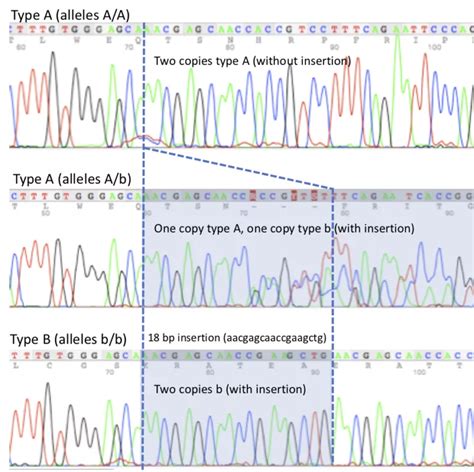 Cat Genetic Profile Feline Blood Groups Laboratoire De Génétique