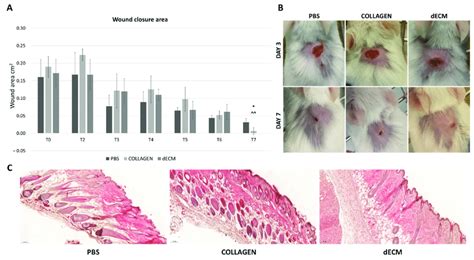 wound healing model  wound area expressed  mm   wound