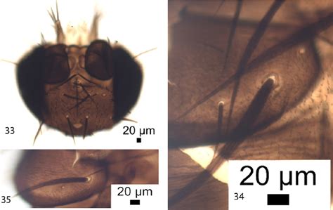 Figure 3335 From New Records Including New Species Of Megaselia