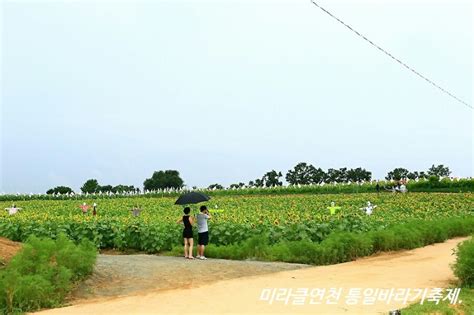 연천여행 해바라기 꽃밭 통일바라기축제 네이버 블로그