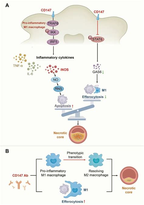 科研人员揭示CD147促进动脉粥样硬化新机制论文科学网