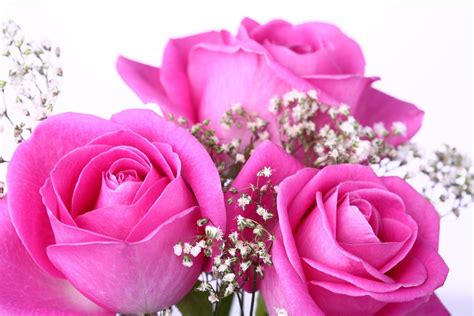 Pink Roses HD Wallpapers - Top Free Pink Roses HD Backgrounds ...