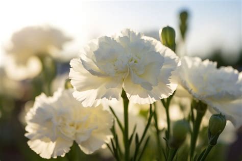 White Carnation Flower Meaning, Symbolism & Spiritual Significance - Foliage Friend - Learn ...