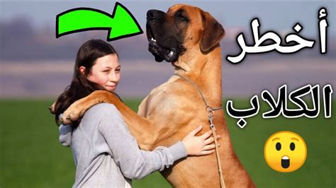 أضخم 10 كلاب في العالم لم تكن تعرفها من قبل Youtube