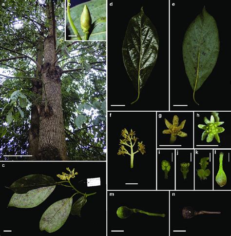 Morphology Of Cinnamomum Guizhouense C Y Deng Zhi Yang Et Y Yang