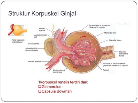 Anatomi Sistem Urinaria PPT