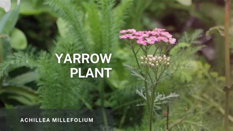 Yarrow Achillea Millefolium Learn Easy Propagation Tips And Plant