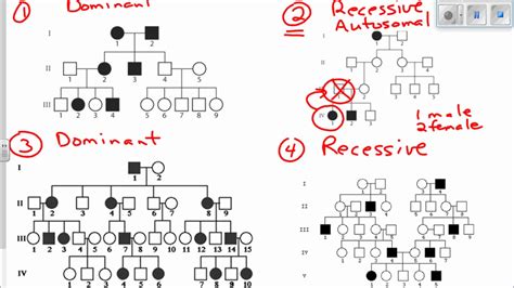 Interpreting Pedigree Charts Youtube