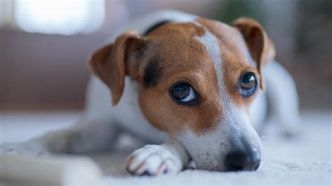 Whale eyes in dogs: Vet's guide to signs and causes | PetsRadar