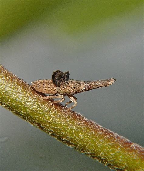 Leach Like Dryinidae Parasitic Wasp Instar Stage Sucking Flickr