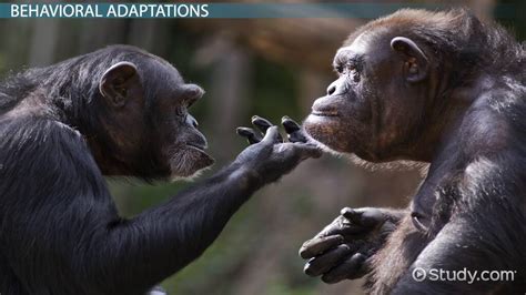 Chimpanzee Adaptations: Lesson for Kids - Lesson | Study.com