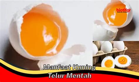 Temukan Manfaat Kuning Telur Mentah Yang Jarang Diketahui Biotifor