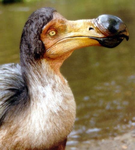 100+ best images about Dodo bird on Pinterest | Madagascar, Extinct and Mauritius