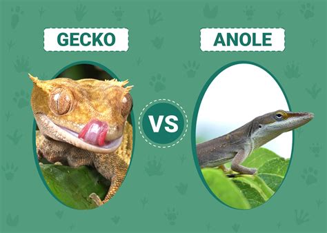 Gecko vs Anole: The Differences Explained | PangoVet