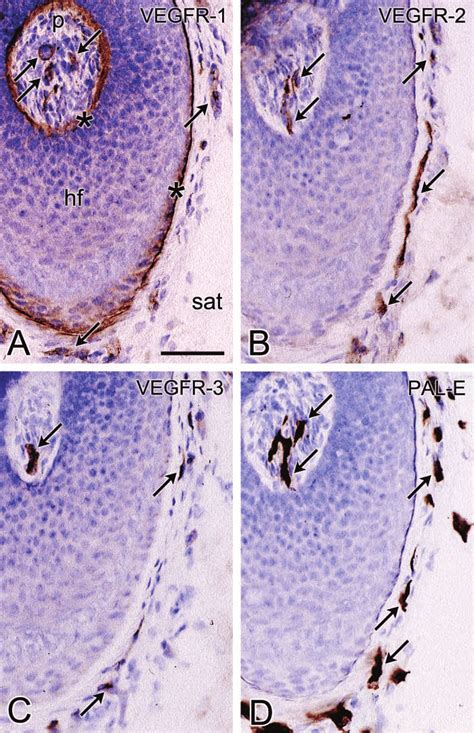 Photomicrographs Of Serial Cryostat Sections Of Skin Of The Human Scalp Download Scientific