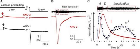 The Ca Dependent Inactivation Of Ano Affects Gating A