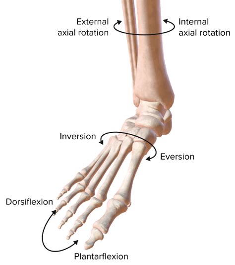 Articulação do Tornozelo Concise Medical Knowledge