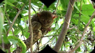 Tarsier | Description, Species, Habitat, & Facts | Britannica