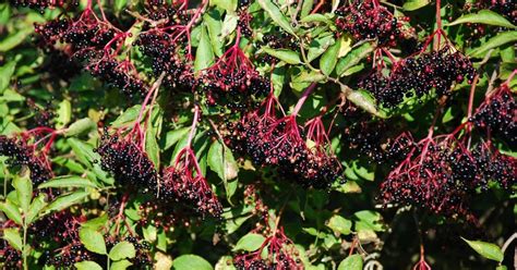 Amazing Benefits Of Elderberry ⋆ Farmhouse Bc