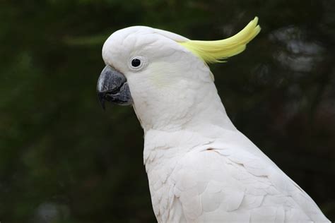 Cockatoo Pictures | Download Free Images on Unsplash