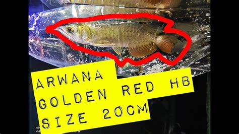 Arwana Golden Red Hb Size 20cm Youtube