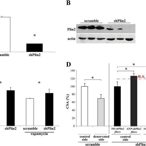 Plin Downregulation In Adult Tibialis Anterior Ta Muscle Fibres A